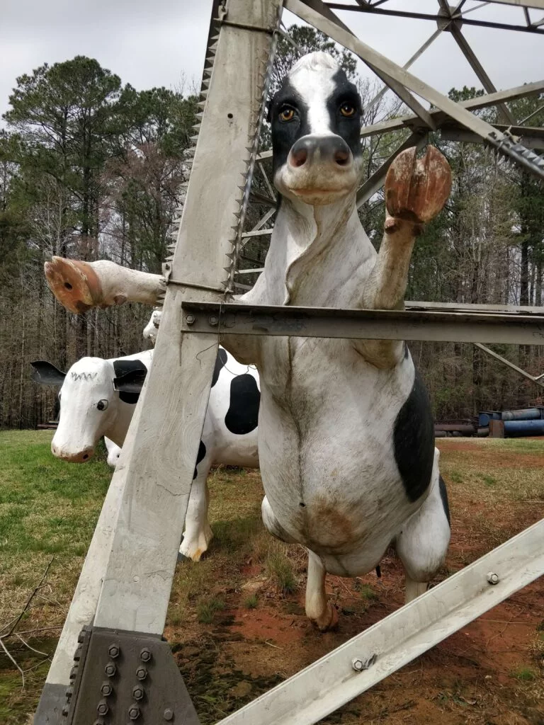 Conyers Cow Tower Cow Saying Hi
