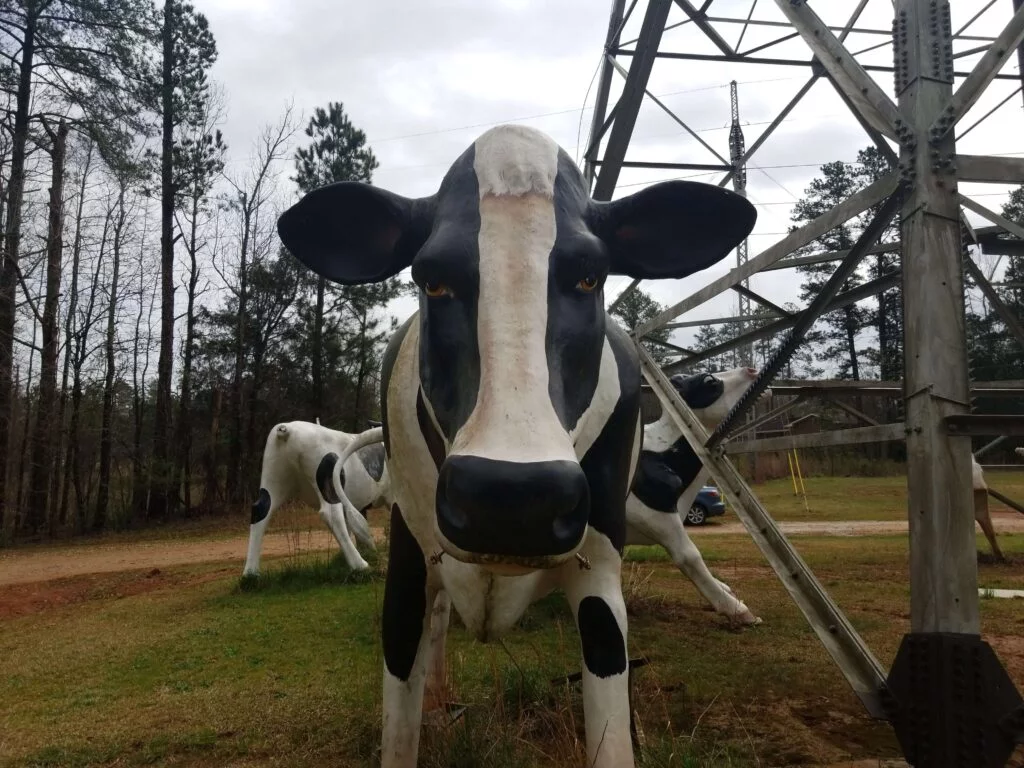 Earnest Cow at the Conyers Cow Tower