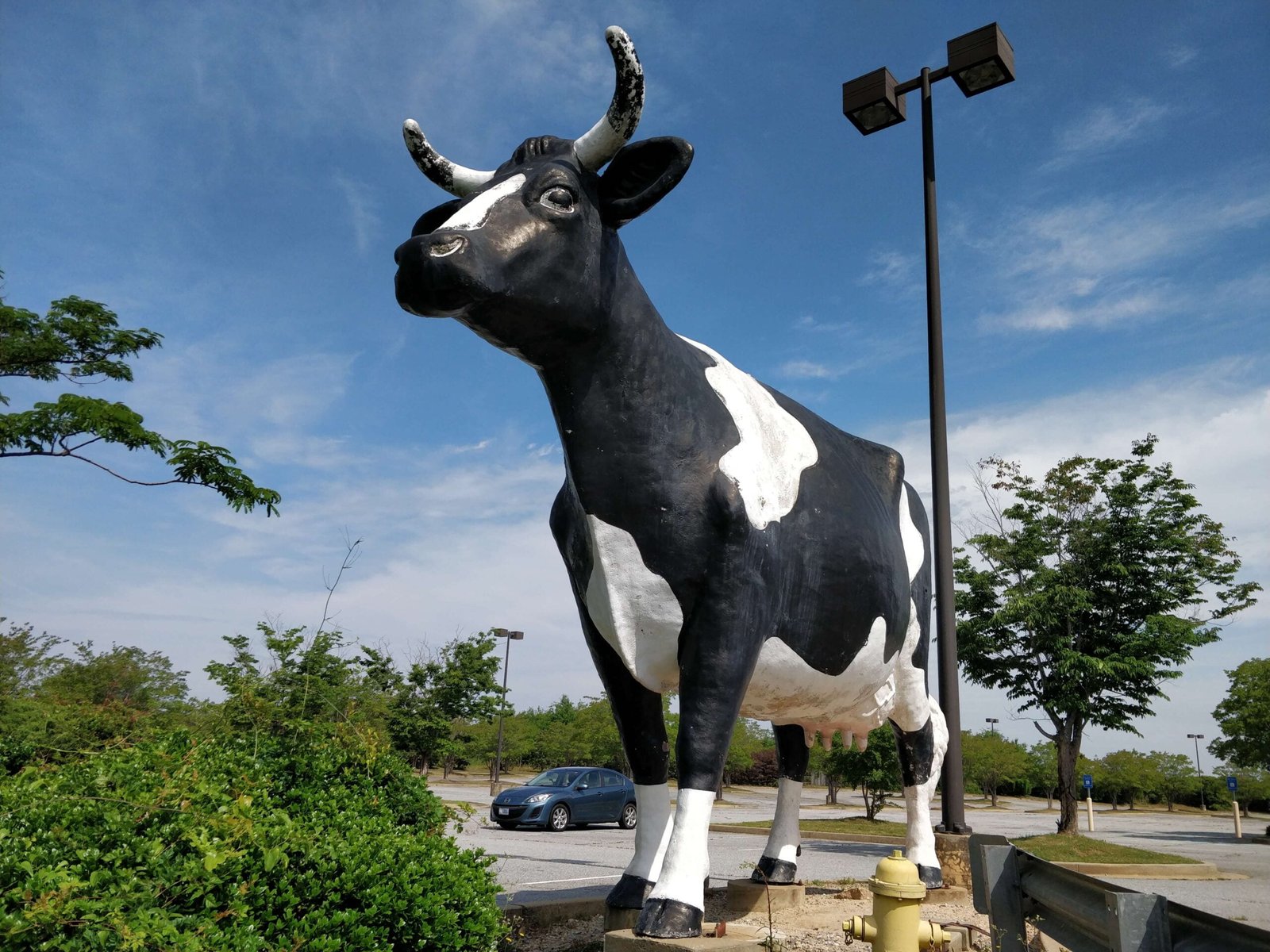 Kadie the Cow Columbus, GA