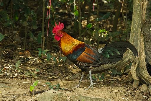 Red Junglefowl - Thailand