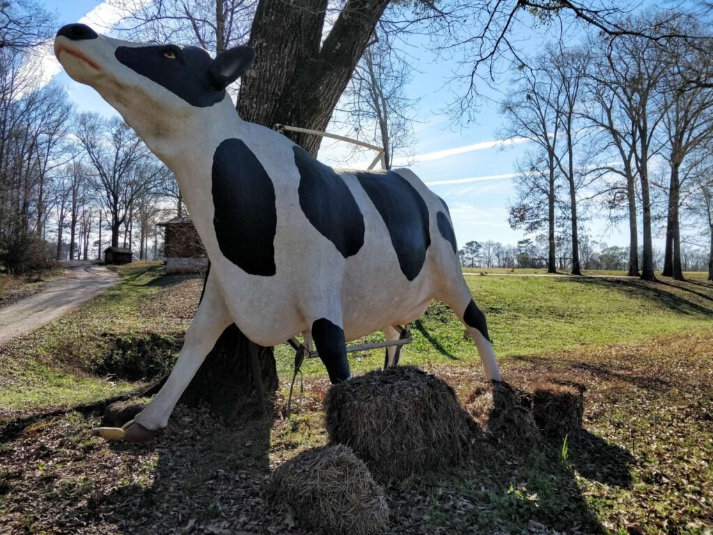 Buckhead Cow Buckhead GA