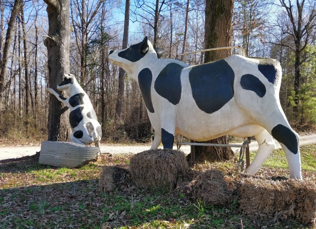 Buckhead Cows Buckhead GA