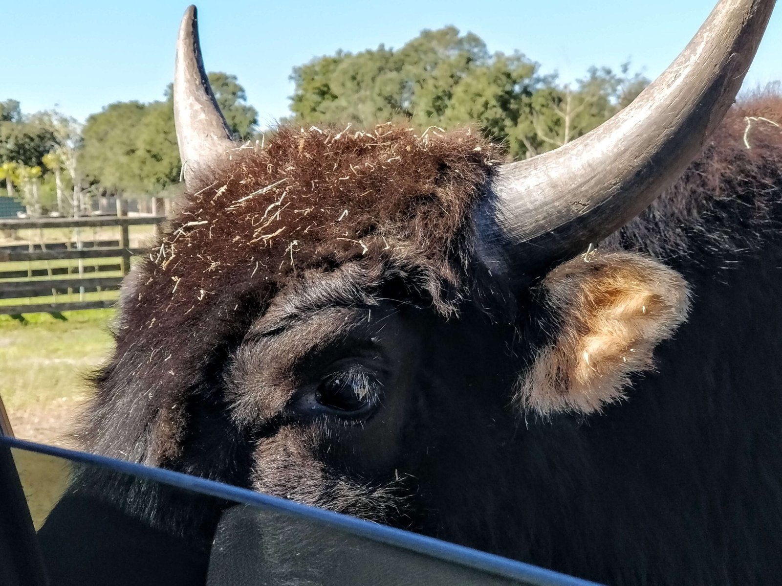 Giant Buffalo Says Hello Wild Florida