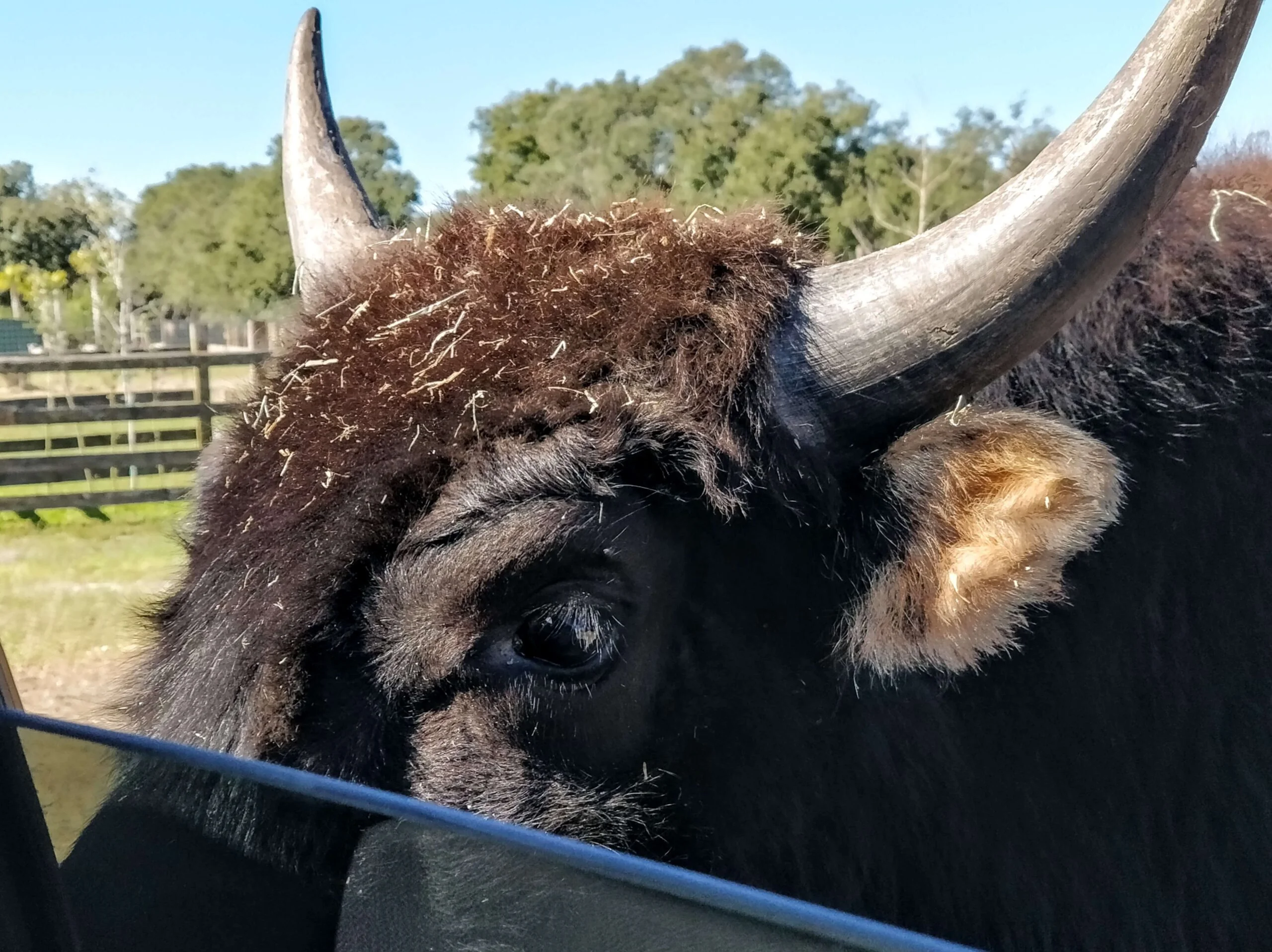 Giant Buffalo Says Hello Wild Florida