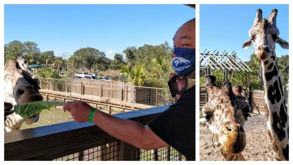 Giraffe collage Wild Florida