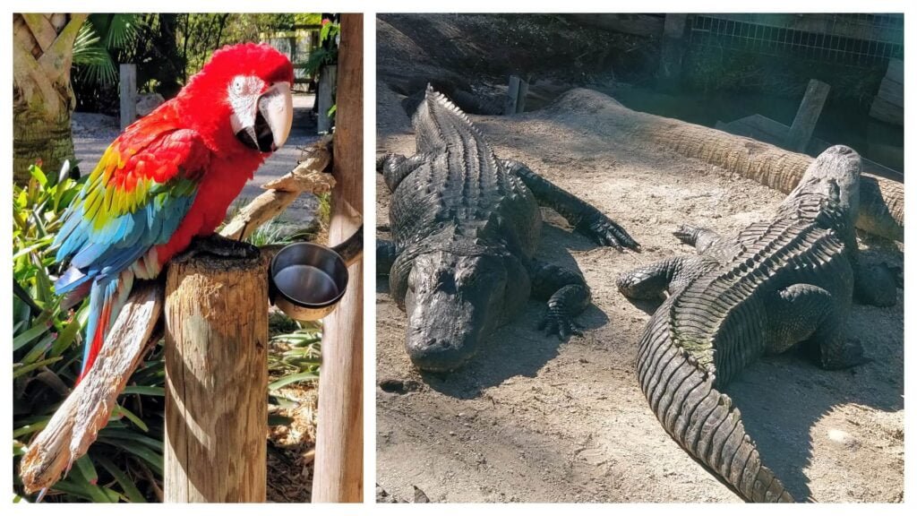 Macaw and Gators Wild Florida