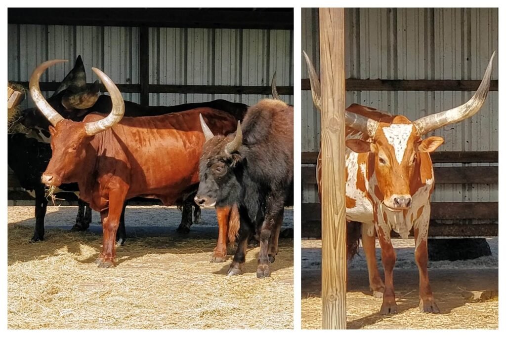 Watusi collage Wild Florida