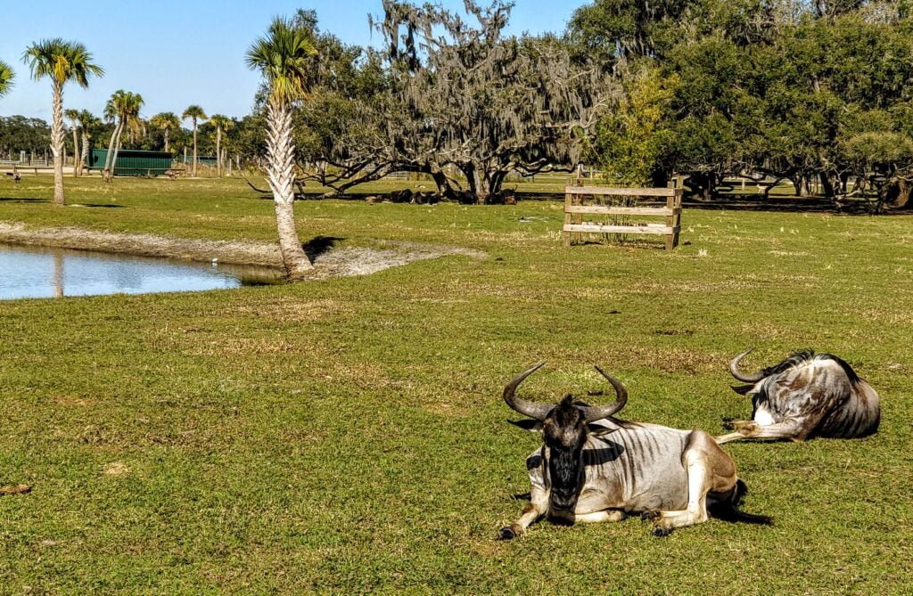 Wildebeest Chillin' Wild Florida
